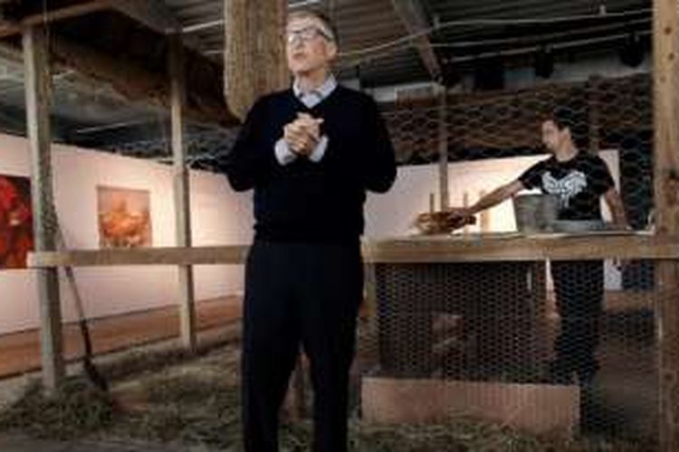 Bill Gates berencana mendonasikan 100.000 ekor ayam untuk diternakkan warga miskin Afrika.
