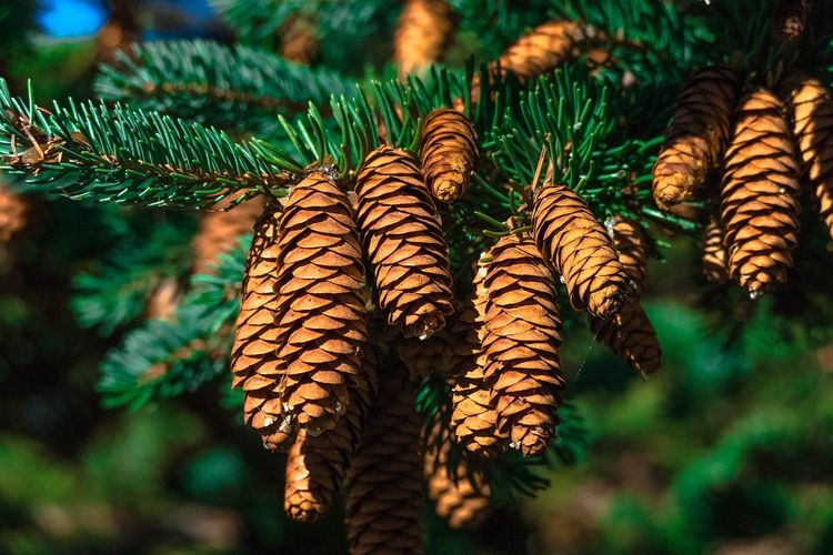 Pinus merupakan salah satu contoh tumbuhan spermatophyta.