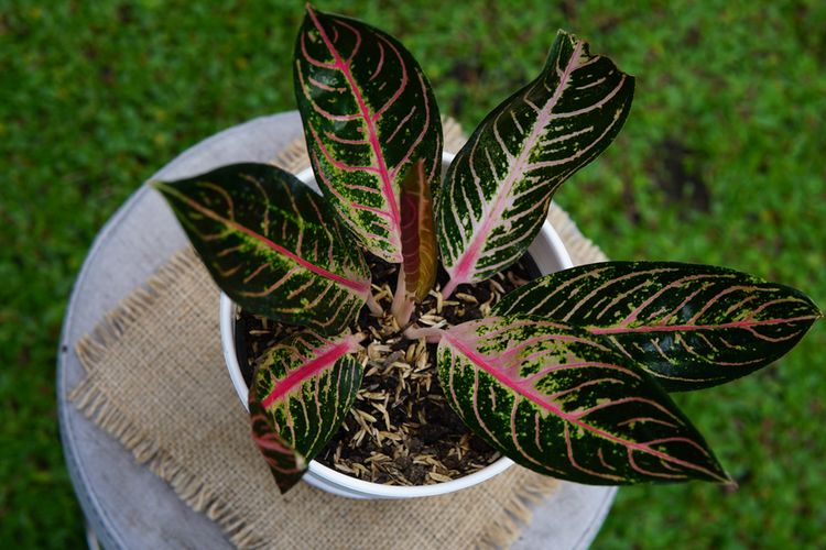 Tanaman hias daun aglonema cocok sebagai tanaman hias daun untuk pemula yang baru ingin menekuni hobi berkebun.