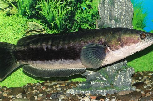  Mengenal Ikan Toman, Ikan Predator yang Juga Dikenal sebagai Snakehead