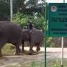 Sudah Tua, Gajah Berusia 50 Tahun Dievakuasi dari Habitatnya di Riau