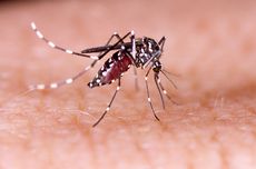 Jadi Sumber Penyakit, Perlukah Membasmi Semua Nyamuk?