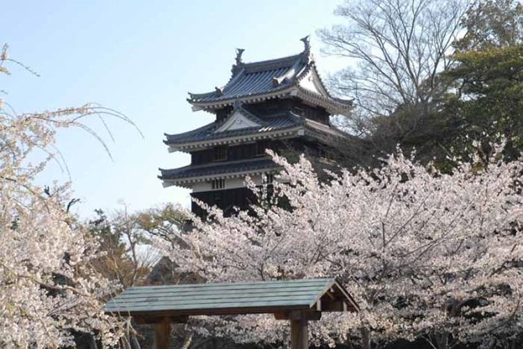 Bunga sakura di Nishio City History Park. 