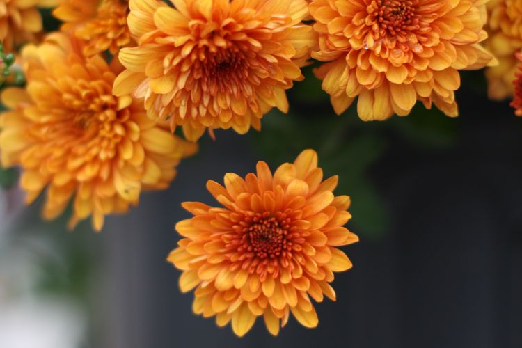 Ilustrasi bunga dahlia. 