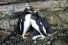Sepasang Penguin Betina Diberi Kepercayaan Punya Anak, Begini Kisahnya