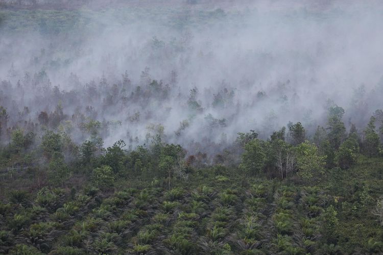 Asap terlihat keluar dari lahan gambut yang terbakar di Kawasan hutan di Palangka Raya, Kalimantan Tengah, Senin (30/9/2019).