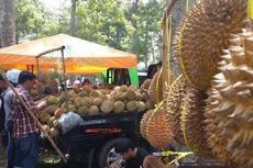 Asyik! 1.001 Durian Dibagikan Gratis di Pasuruan
