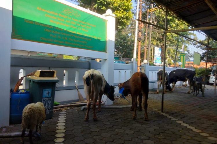 Sejumlah hewan kurban dipersiapkan di halaman Masjid At-Taqwa Jagakarsa, Jakarta Selatan, Sabtu (9/7/2022). 