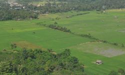 Tanah Subur Indonesia Terancam Konversi Lahan