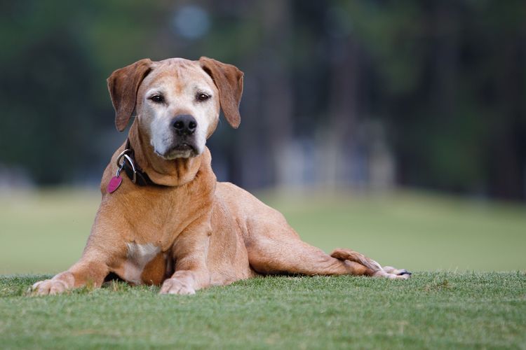 Ilustrasi ras anjing Rhodesian Ridgeback. 