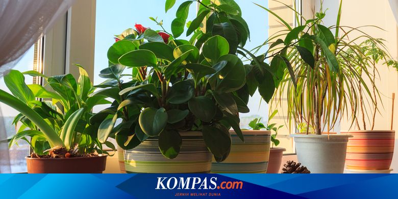 10 Tanaman Hias yang Sedang Naik Daun dan Manfaat Merawatnya - Vimarsana News