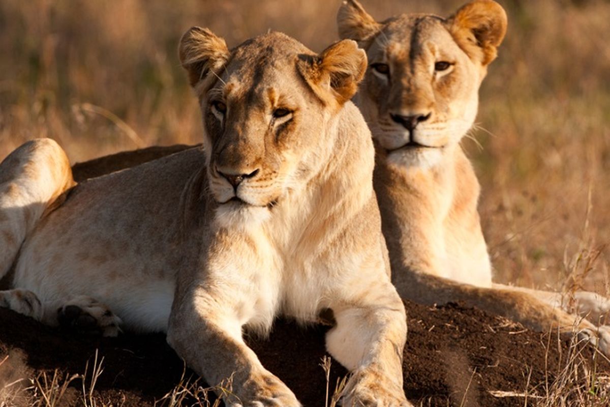 Singa betina di Afrika Selatan.