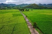 Hamparan Sawah di Nanggulan Kulon Progo Akan Tetap Bagus Saat Libur Nataru