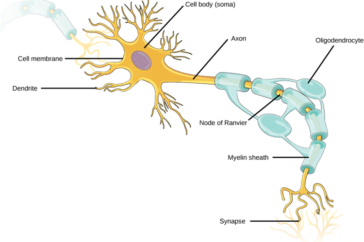 Akson sistem saraf