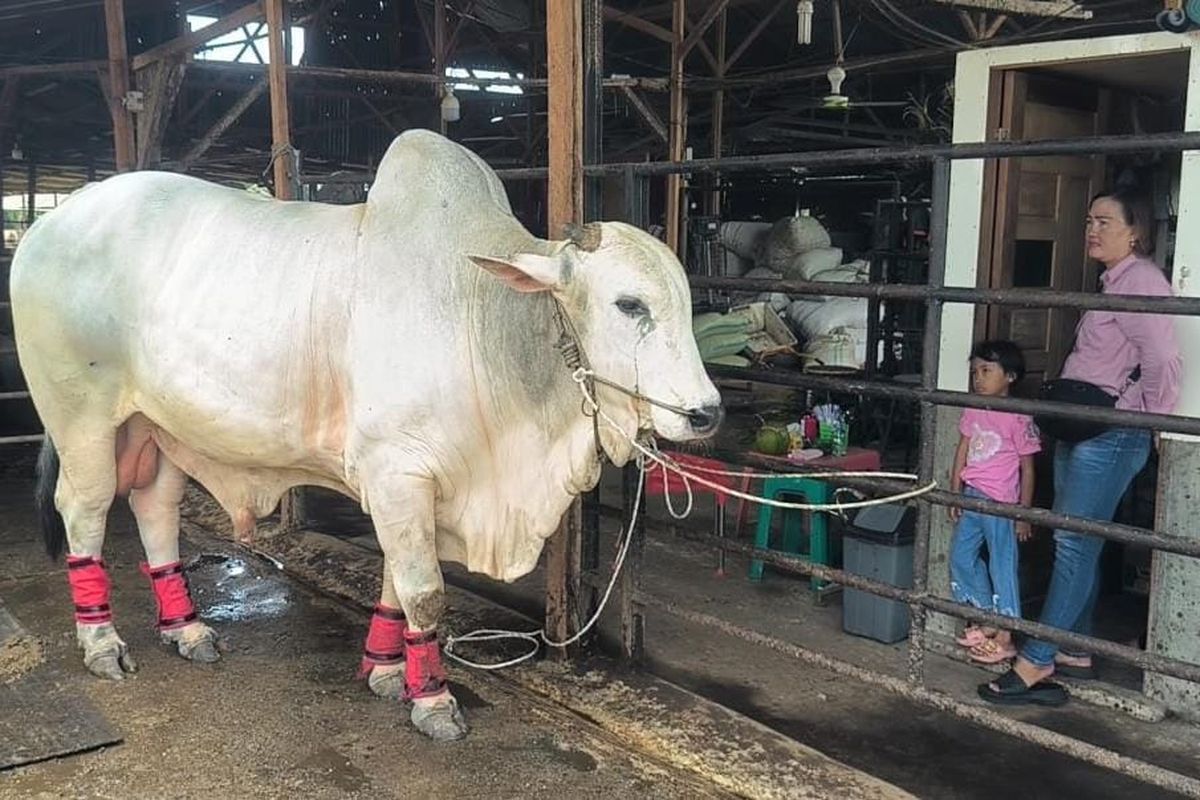 Penampakan sapi kurban presiden Joko Widodo seberat 860 kg di Kota Binjai, Sumatera Utara, Jumat (14/6/2024)