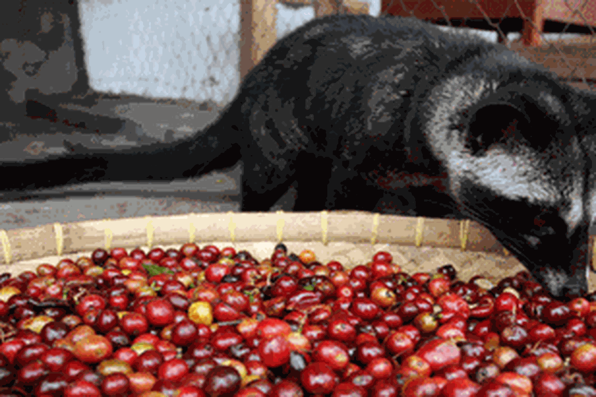 Luwak
