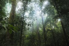 Cegah Kerusakan Hutan Perlu Perlindungan Sosial Berbasis Masyarakat