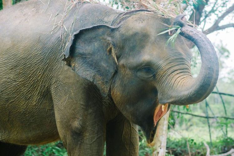 Safari Lagoi & Eco Farm di Batam