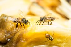 4 Cara Mencegah Lalat Buah di Dapur, Mudah Dilakukan