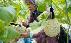 Dompet Dhuafa Panen Raya Melon Greenhouse PTGL bersama Donatur, Bukti Wakaf Alirkan Banyak Manfaat