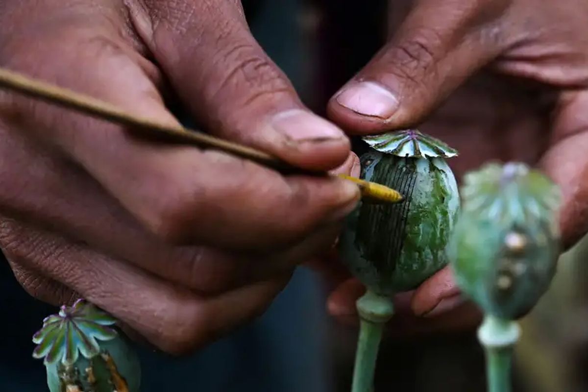 Produksi opium di Myanmar.
