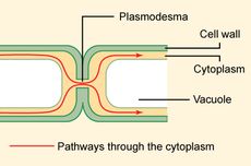 Plasmodesmata: Pengertian dan Fungsinya