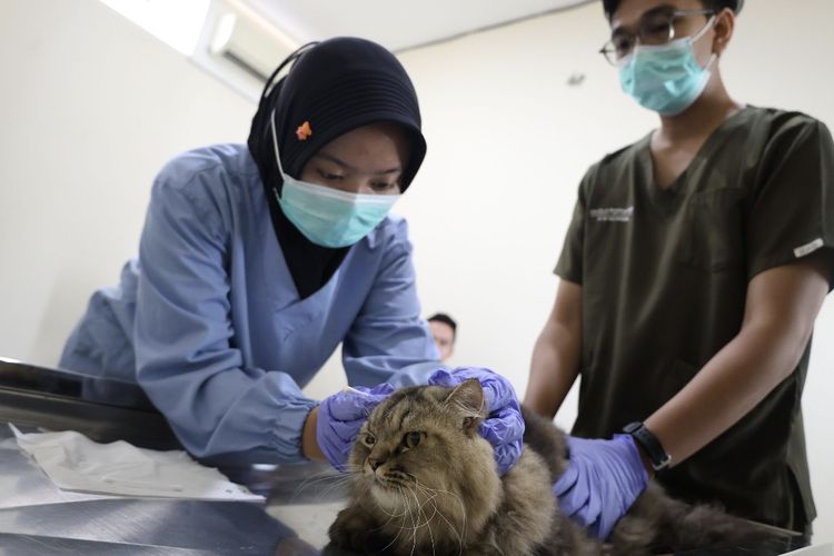 Sterilisasi Kucing Gratis di Surabaya: Kuota 100 Ekor, Ini Syarat dan Cara Daftarnya