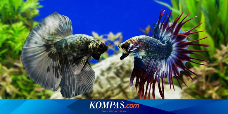 Serba Serbi Hewan Kenapa Ikan Cupang Jantan Suka Bertarung Halaman All Kompas Com