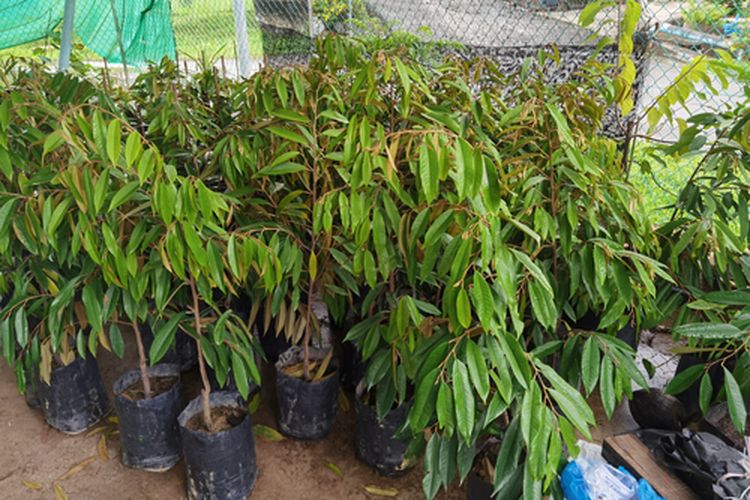 Ilustrasi bibit durian musang king.