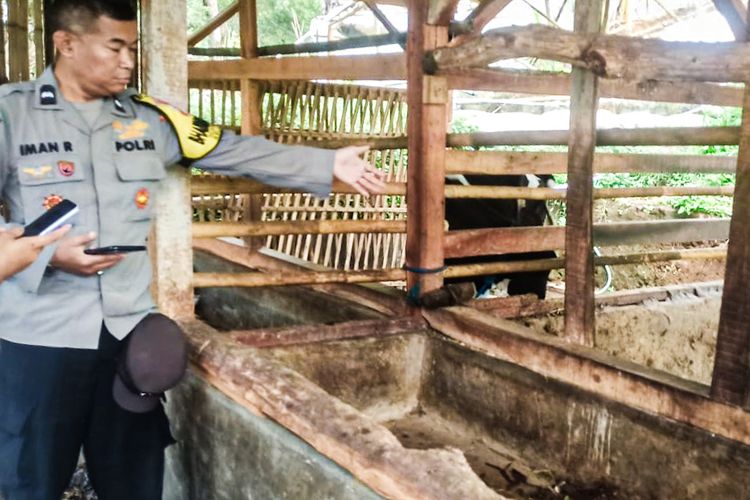 Tangis Histeris Perempuan di Bandung Barat, Sapi Senilai Rp 30 Juta Hilang dari Kandang