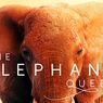 Sinopsis The Elephant Queen, Film Dokumenter tentang Keluarga Gajah