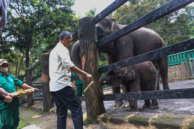 Penjabat Gubernur DKI Jakarta Heru Budi Hartono memberi makan gajah di Taman Margasatwa Ragunan, Jakarta Selatan, Jumat (3/2/2023).