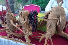 Petani di Banyuwangi Tanam Ginseng Merah Korea, 1 Kg Umbi Dijual Rp 1 Juta, Prediksi Hasil Capai Rp 400 Juta