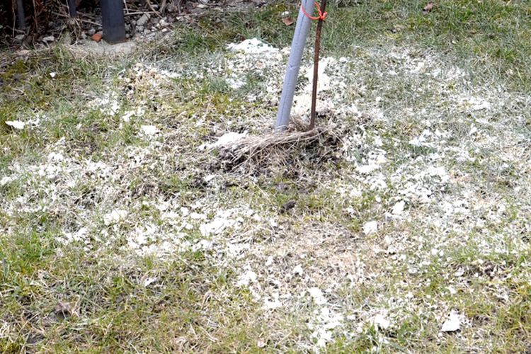 Ilustrasi penggunaan kapur dolomit untuk menyuburkan tanah dan tanaman.