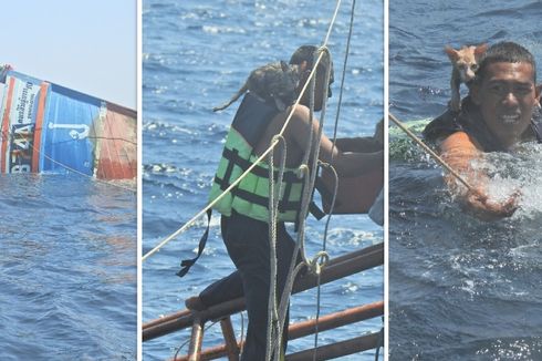 Selamatkan 4 Kucing dari Kapal Tenggelam, Pelaut Thailand Banjir Pujian