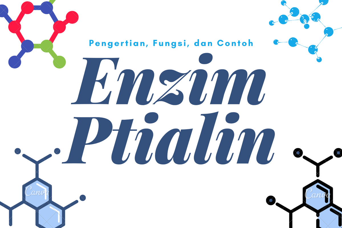 Enzim Ptialin Pengertian, Fungsi, dan Contohnya