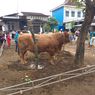 Kementan: Bobot Sapi Bantuan Presiden Prabowo Minimal 800 Kilogram