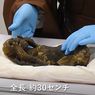 Misteri Mumi Putri Duyung di Jepang Terungkap, Sempat Disembah di Kuil