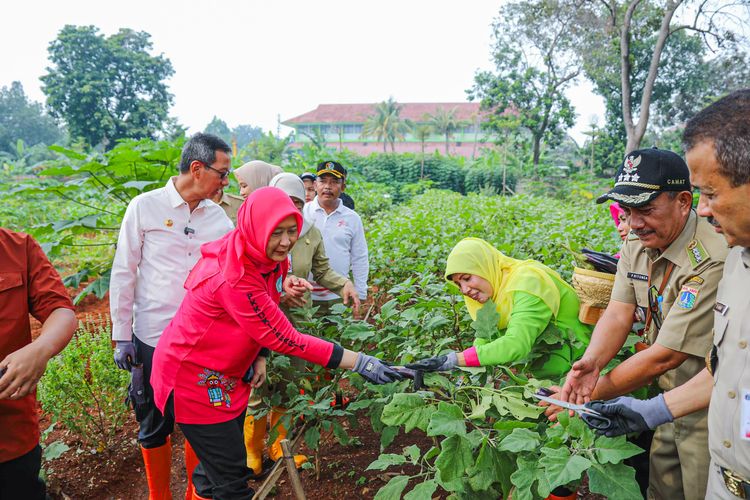 Penjabat (Pj.) Gubernur Provinsi DKI Jakarta sedang melakukan panen raya pertanian di wilayah Kota Administrasi Jakarta Timur.