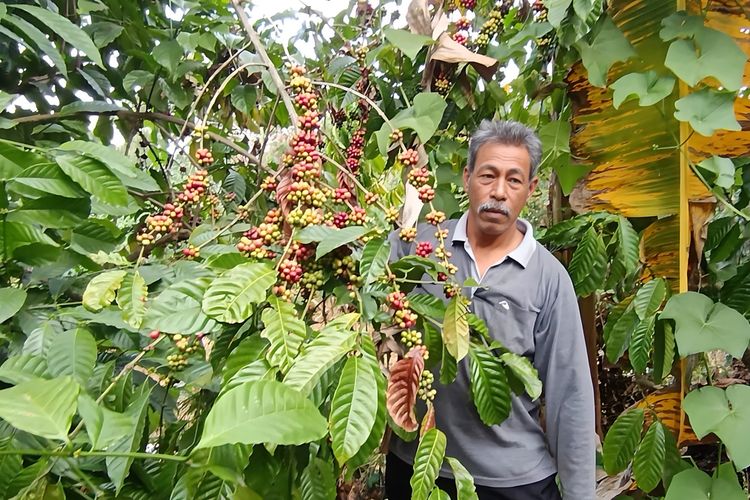 Cerita Santosa Menjaga Benih Terakhir Kopi Belanda di Lereng Gunung Tambal