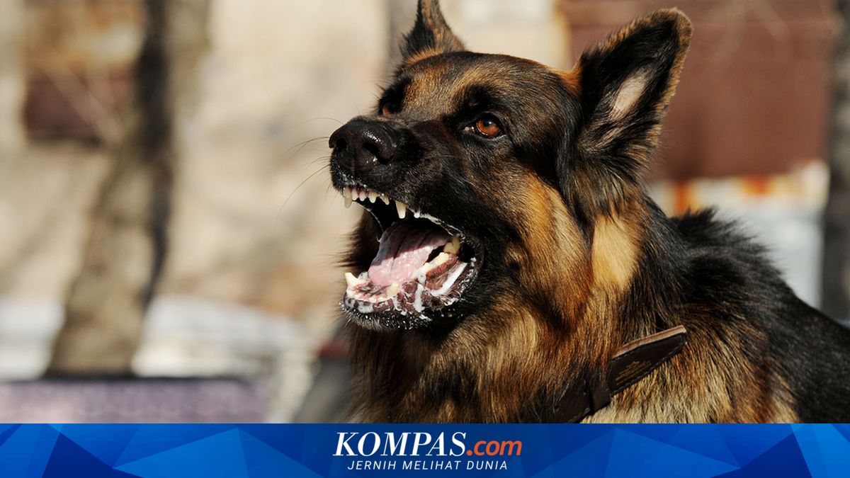 KLB Rabies di NTT, Penting Kenali Penyebabnya