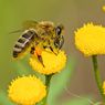 Tips Sederhana Mengobati Sengatan Lebah dan Tawon