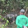 Walhi Riau Kecam Pembunuhan Gajah Sumatera di Pelalawan, Soroti Alih Fungsi Lahan