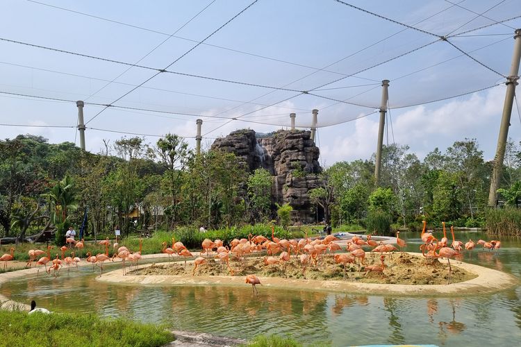 American Flamingo yang ada di Bird Paradise, Mandai, Singapura, Kamis (4/10/2023).