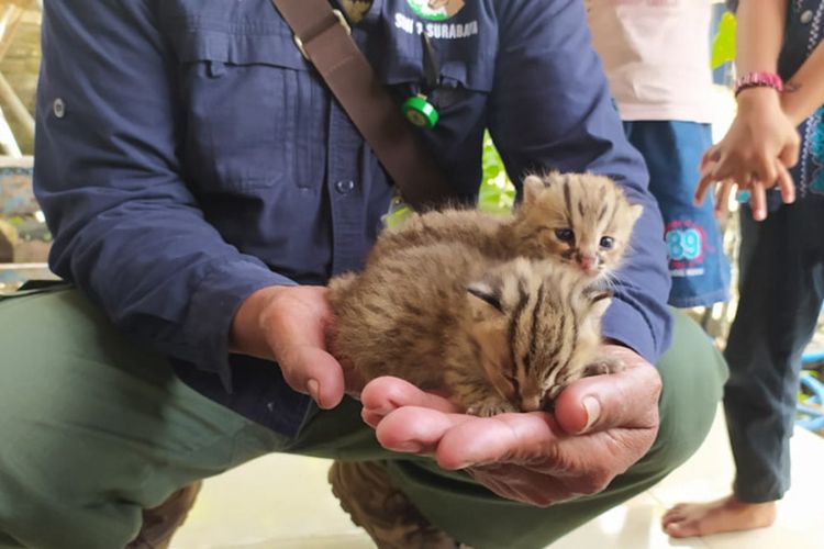 Dua ekor anakan kucing hutan yang ditemukan warga Desa Sendangharjo, Kecamatan Brondong, Lamongan.