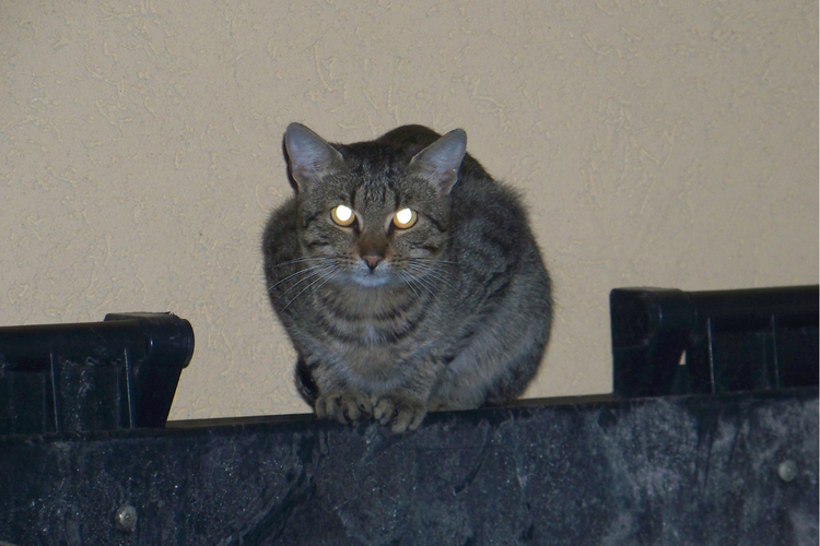 Ilustrasi mata kucing bersinar ketika malam hari