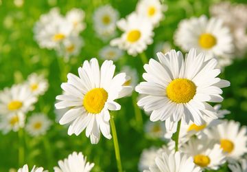 Cara Menanam dan Merawat Bunga Daisy yang Baru Dibeli