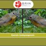 Kacamata Meratus dan Sikatan Kadayang, 2 Spesies Baru Burung di Kalimantan Tenggara