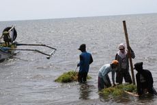 Tiap Pekan, Dua Ton Olahan Rumput Laut Dikirim ke Malaysia