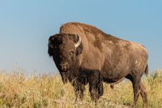 Bison Eropa yang Punah pada Abad Pertengahan, Kini Kembali Terlahir di Swiss